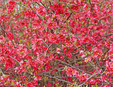 红花花香味香水图片