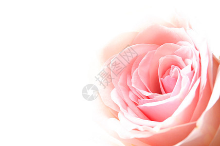 明亮粉红玫瑰浪漫妈妈们新娘日历绿色花园卡片纪念日白色叶子图片
