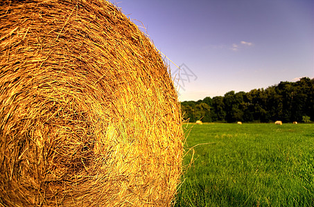 干桶农业风景收成稻草场地玉米粮食金子圆圈食物图片