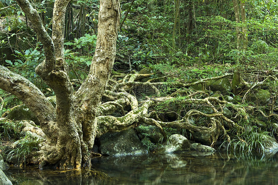 林中树里的水热带活力风景瀑布野生动物森林荒野流动叶子岩石图片