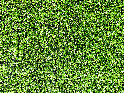 草地背景草本植物植物绿色墙纸生长背景图片