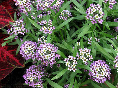 小鲜花树叶季节花园花坛生活生长蓝色绿色花瓣植物背景图片