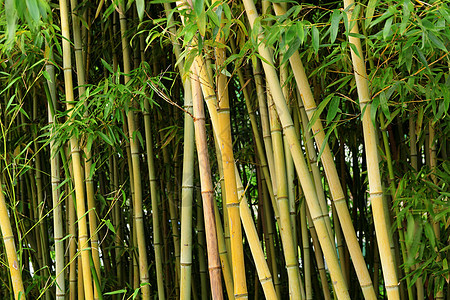 竹林丛林环境文化树林花园生长生活园艺热带背景图片