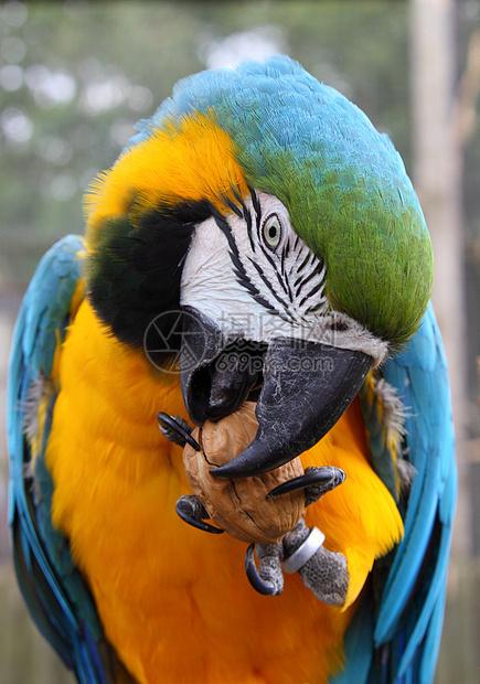 蓝色和绿色金刚鹦鹉动物羽毛爪子眼睛野生动物核桃食物图片