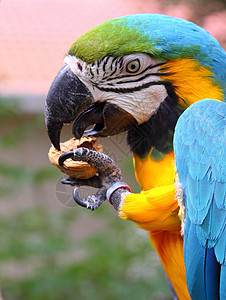 蓝色和绿色金刚鹦鹉动物野生动物核桃食物眼睛爪子羽毛图片
