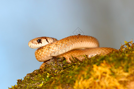 棕蛇森林生物学叶子惊吓线圈棕色生态爬虫科学保护区图片