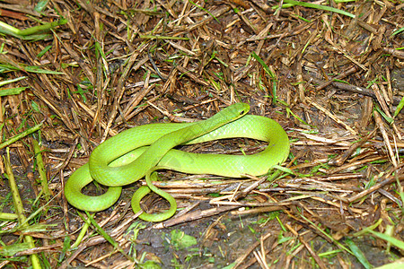 平滑的绿蛇爬行动物植被生物学生物环境绿藻生活春花游隼动物图片