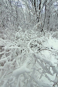 冬季奇幻乐园  伊利诺斯州生态生物学旅行岩石土地栖息地降雪风暴天气森林图片