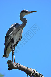 灰色 Heron天空蓝色野生动物水鸟苍鹭图片