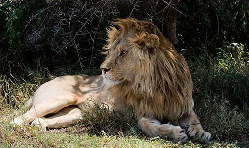 狮子在树荫下休息图片