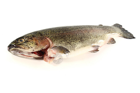 特鲁鱼头营养食物青柠淡水鳟鱼养殖河鳟香菜制品图片