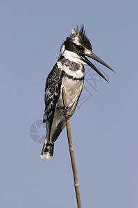 微笑账单翅膀野生动物观察者渔夫航班国王湿地翠鸟羽毛图片