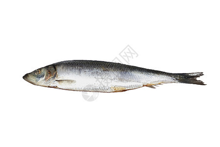 Herring 白色背景不同食物的图像系列钓鱼鲱鱼图片