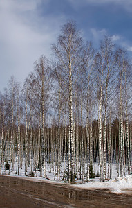 闪石风景森林蓝色桦木季节天空白色树干场景太阳图片