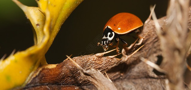 亚洲小虫甲虫丙酰胺甲虫宏观鞘翅目瓢虫漏洞野生动物异色昆虫臭虫动物图片