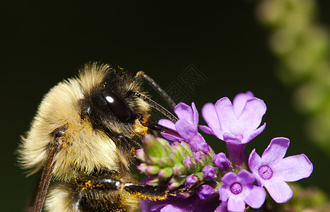 金黄北大黄蜂植物区系动物群动物界野生动物昆虫漏洞黑色飞虫动物图片