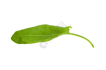 白色背景上分离的新鲜软盘蔬菜香料草本植物绿色树叶图片