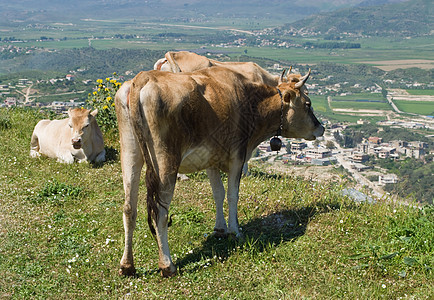 阿尔巴尼亚奶牛场地草地蓝色高地奶制品农村农业动物天空农田图片