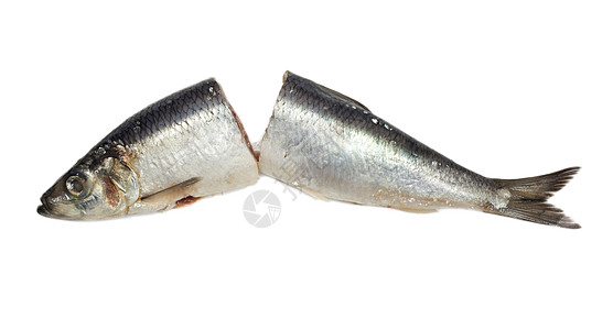 白底的咸鱼食物皮肤钓鱼尾巴白色海鲜妻子盐渍鲱鱼背景图片