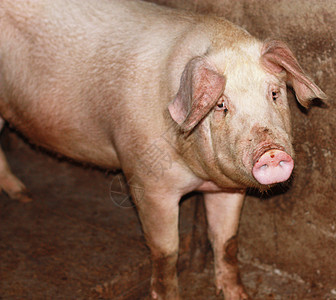 在中国农场里 近身的猪火腿耳朵野生动物吮吸庇护所牧场熏肉猪肉咕噜声小猪图片