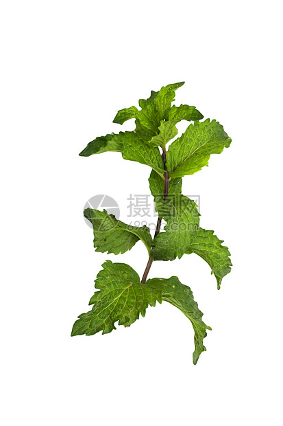 白色背景上的薄荷草本植物健康草本枝条药品香料水平绿色宏观香味图片