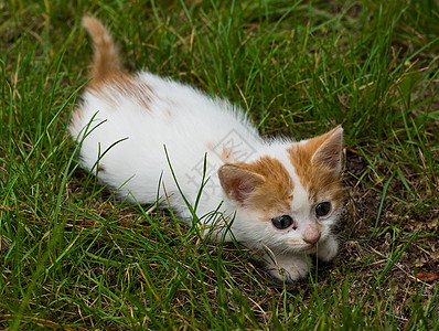 草地上的小猫背景图片