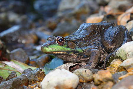 绿青蛙野生动物生态动物群环境动物生物学两栖植被生活生物图片