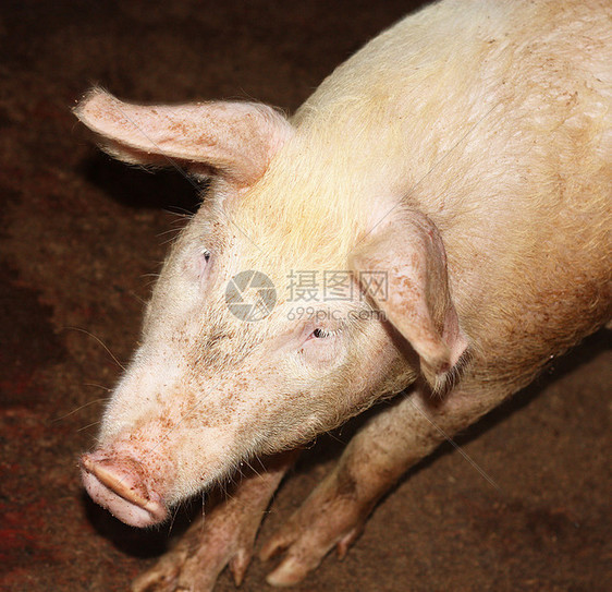 好奇猪庇护所咕噜声猪肉小猪哺乳动物野生动物稻草火腿公猪好奇心图片