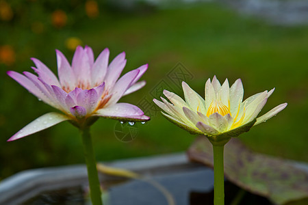 黄莲花花或水百合花花花在池塘上开花软垫植物群百合植物学漂浮花瓣绿色美丽粉色植物图片