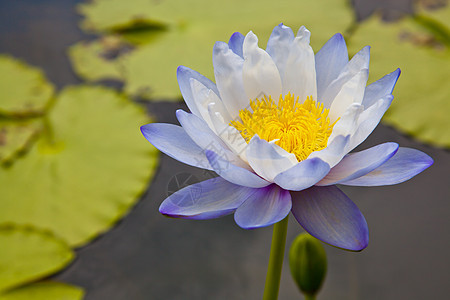 在池塘上开花的莲花或百花植物学软垫植物群漂浮绿色百合植物美丽粉色花瓣图片