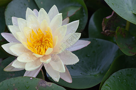 在池塘上开花的莲花或百花软垫植物学绿色粉色植物花瓣植物群漂浮百合美丽图片