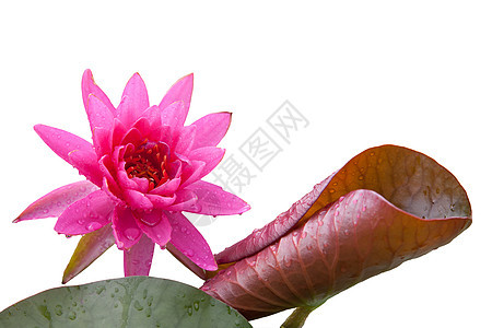 在池塘上开花的莲花或百花软垫粉色美丽植物漂浮花瓣植物学绿色百合植物群图片