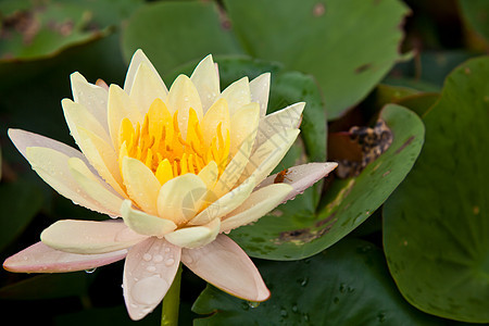 在池塘上开花的莲花或百花百合植物群软垫粉色美丽花瓣植物学绿色漂浮植物图片