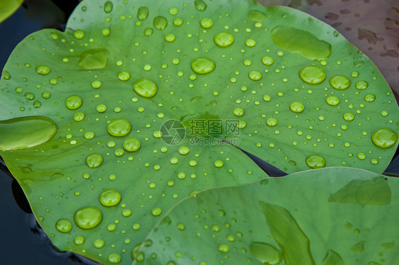 叶莲上的水滴漂浮花瓣百合绿色植物池塘植物群粉色植物学美丽图片