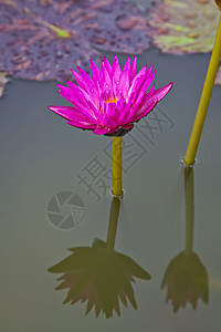 在池塘上开花的莲花或百花植物学粉色百合绿色美丽软垫漂浮花瓣植物群植物图片