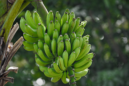 香蕉丛林植物水果假期热带食物图片