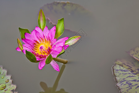 在池塘上开花的莲花或百花软垫百合花瓣植物绿色粉色漂浮美丽植物学植物群图片