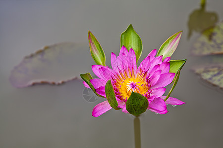 在池塘上开花的莲花或百花软垫美丽绿色漂浮百合粉色植物学植物群植物花瓣图片