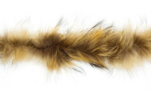 白色背景上的毛皮头发宏观材料异国绒毛框架猫科外套情调荒野图片