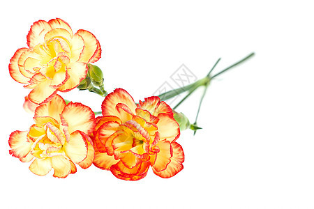 康乃馨集团 达尼图斯卡鲁约菲利略斯白色植物工作室礼物展示活力母亲花瓣红色美丽图片