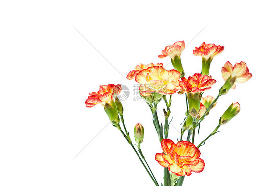 康乃馨集团 达尼图斯卡鲁约菲利略斯美丽植物母亲展示活力红色白色工作室礼物花瓣图片