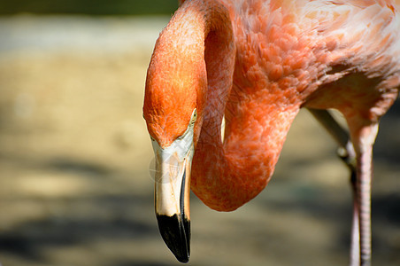 火烈哥玫瑰动物园粉色红色荒野火烈鸟图片