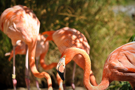 火烈哥羽毛火烈鸟动物园荒野野生动物粉色玫瑰图片