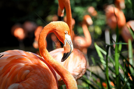 火烈哥火烈鸟粉色荒野红色动物园玫瑰图片