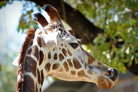 吉拉菲动物园马戏团情调异国荒野哺乳动物野生动物图片