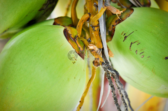 绿色椰子植物市场维生素生产自然纤维热带食物水果制作人图片