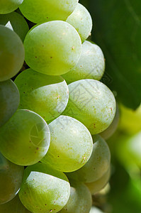 绿葡萄接近纳帕谷 准备成为葡萄酒收成农业植物栽培背光酿酒葡萄园季节生长食物图片