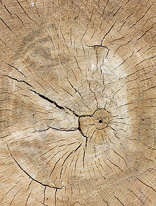 木质纹理 可以用作背景材料生活年度宏观树干历史同心风化森林戒指日志图片