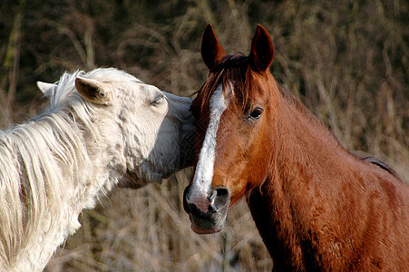 马匹感情国家通讯荒野朋友耳语哺乳动物农村宠物场地图片