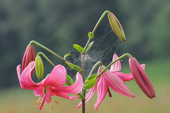 粉红李土地环境场景城市季节百合花朵叶子阳光橙子图片